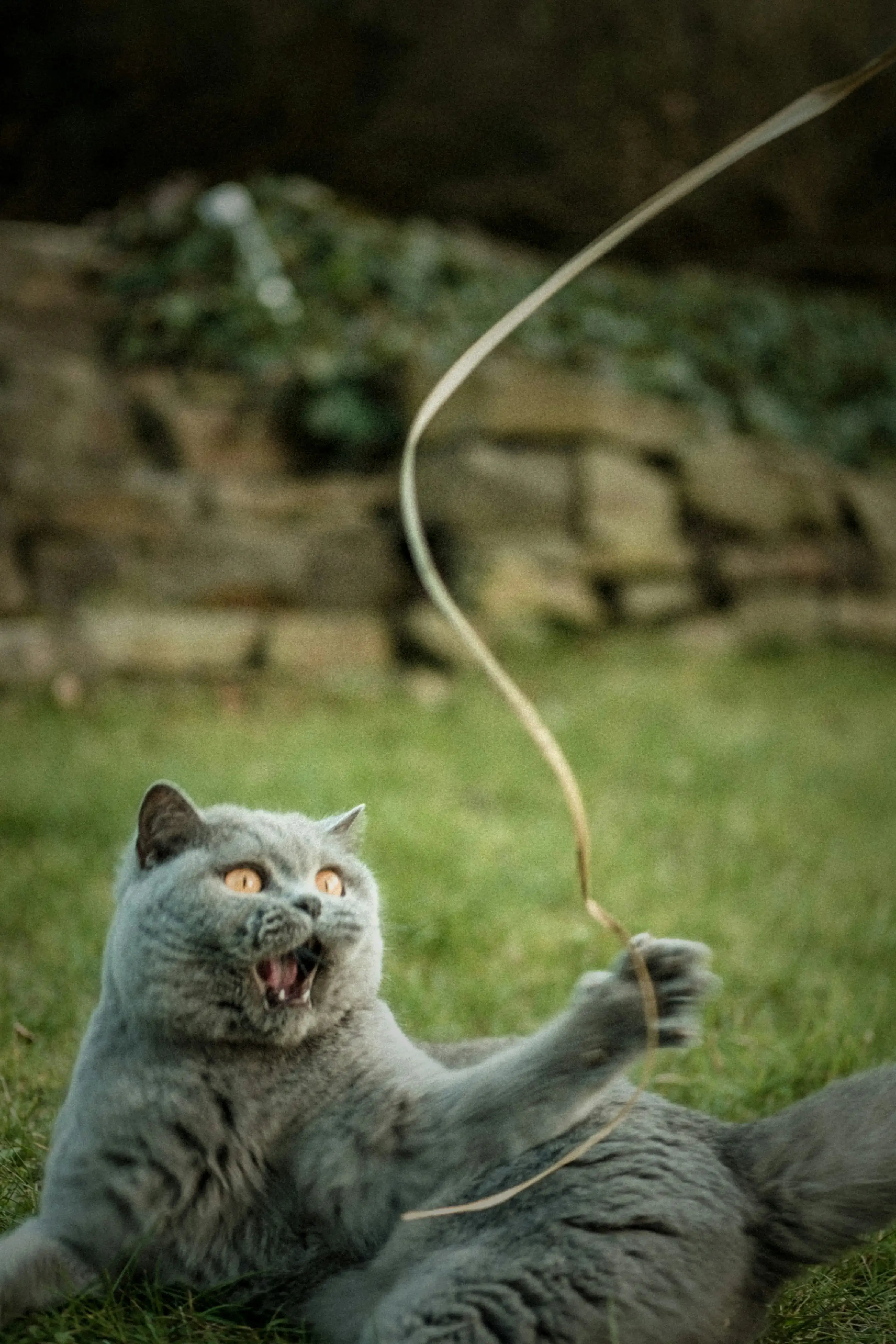Brinquedos Gatursos - diversão que estimula corpo e mente
