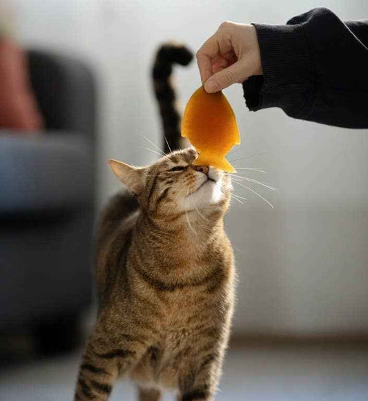 Peixe de Resina Orgânica - Aventura Aquática para Gatos Curiosos