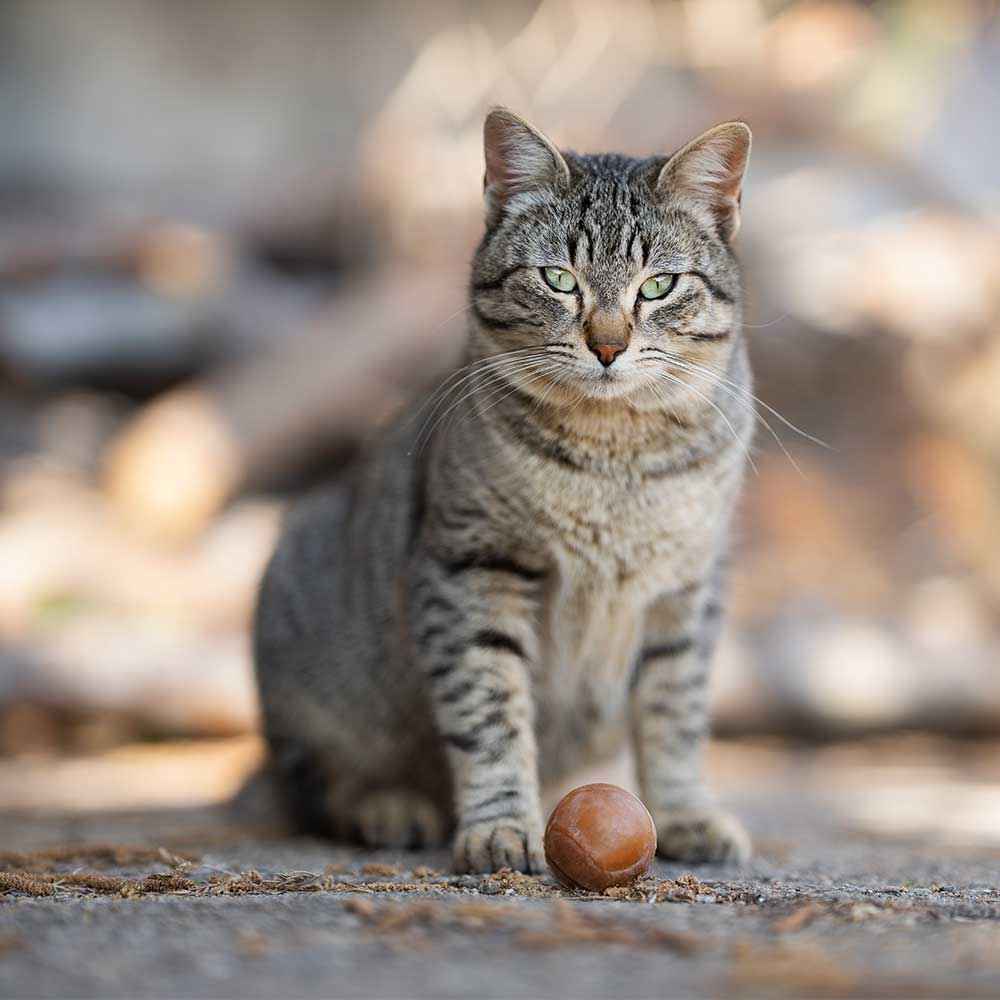 Rub Ball - Brinquedo Orgânico Natural para Gato