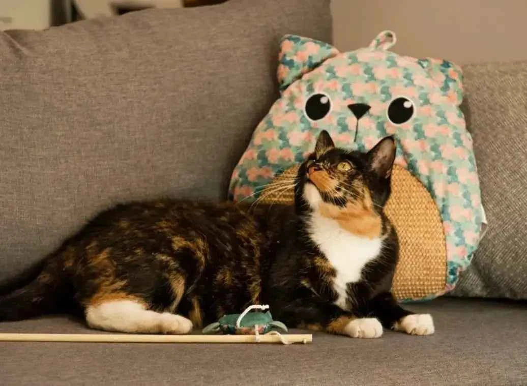 Arranhador Ethi’cat - Folhas