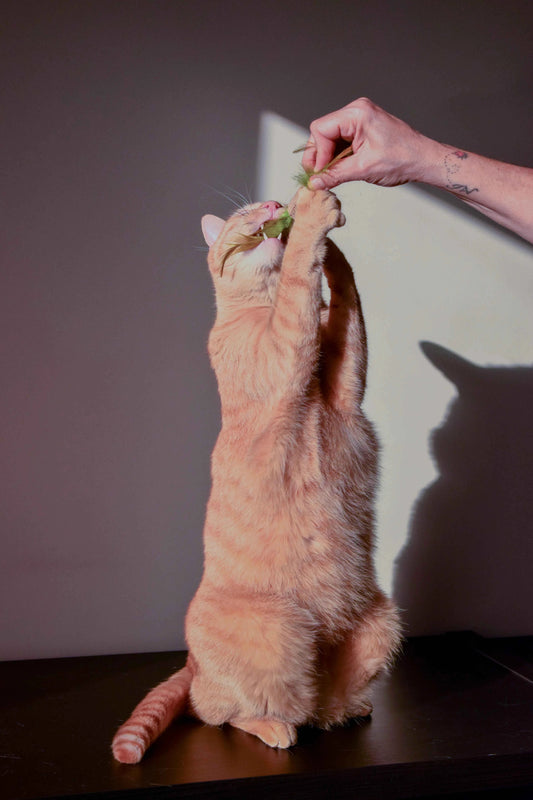 Rolha de Cortiça com Penas