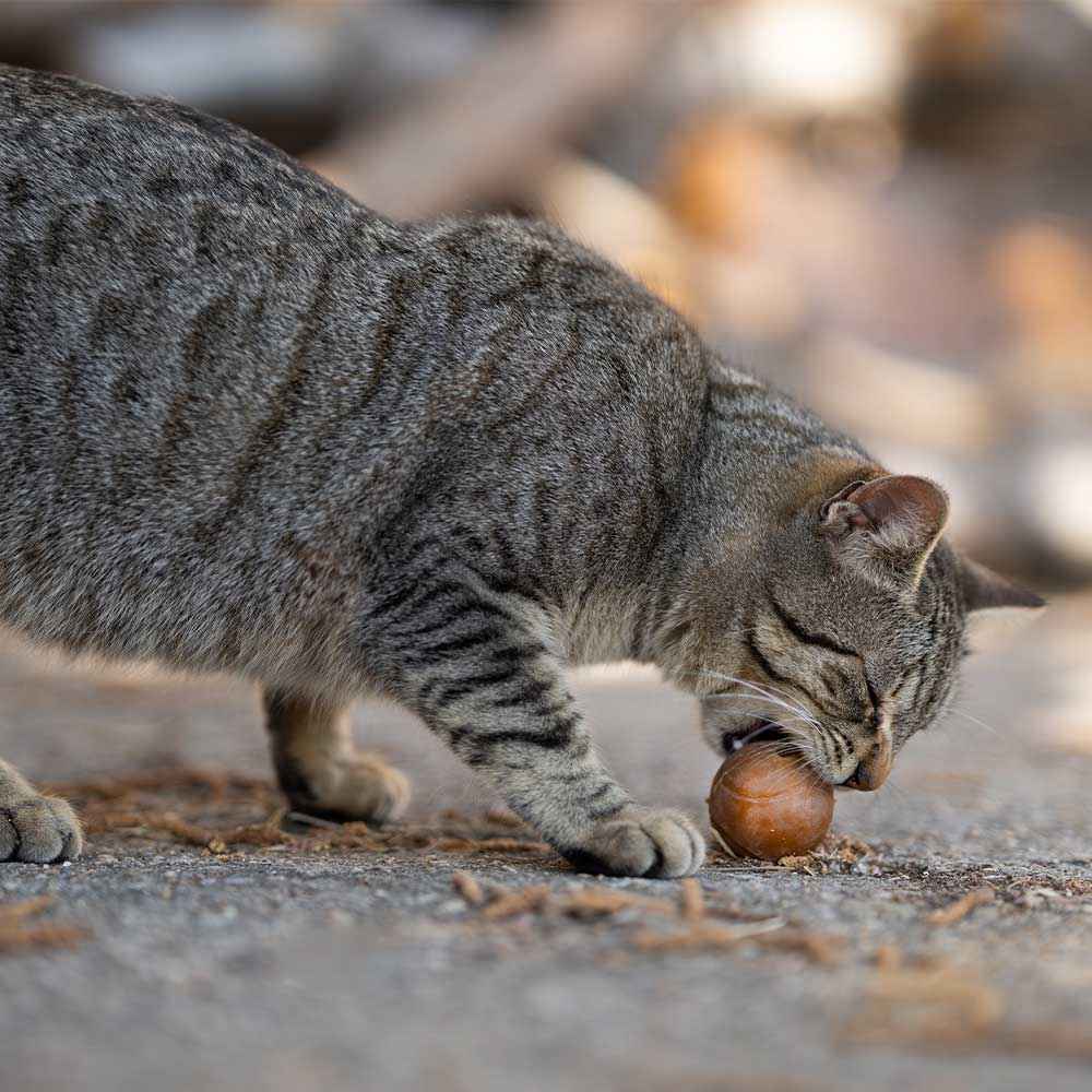 Rub Ball - Brinquedo Orgânico Natural para Gato