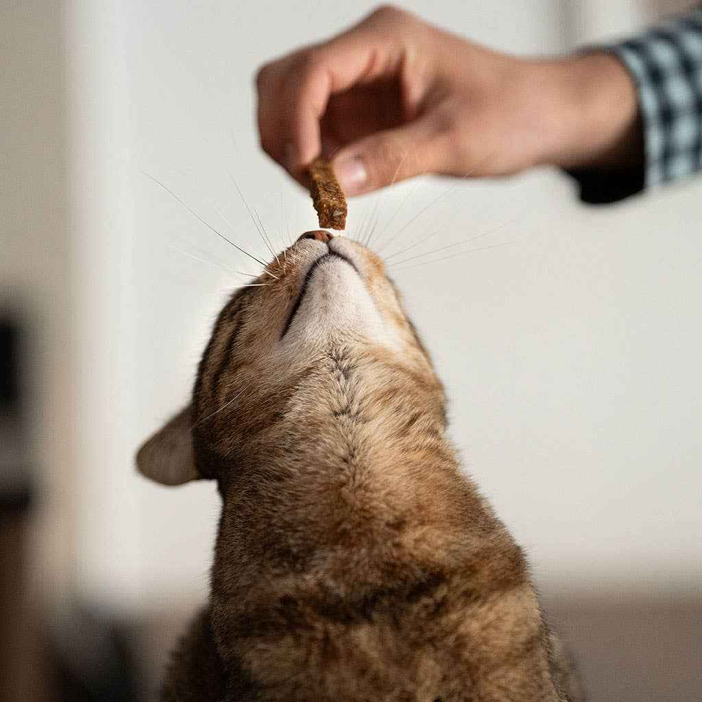 Snacks Dentários de Frango para Gatinhos | Higiene e Diversão