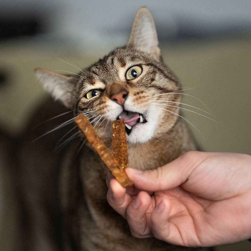 🦷 Snack Dentário Natural de Salmão – Higiene e Sabor num só!