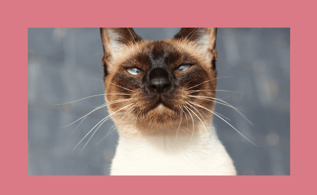 Alergia alimentar em gatos: O seu gato coça-se constantemente? Descubra as causas e como ajudar o seu felino a sentir-se melhor