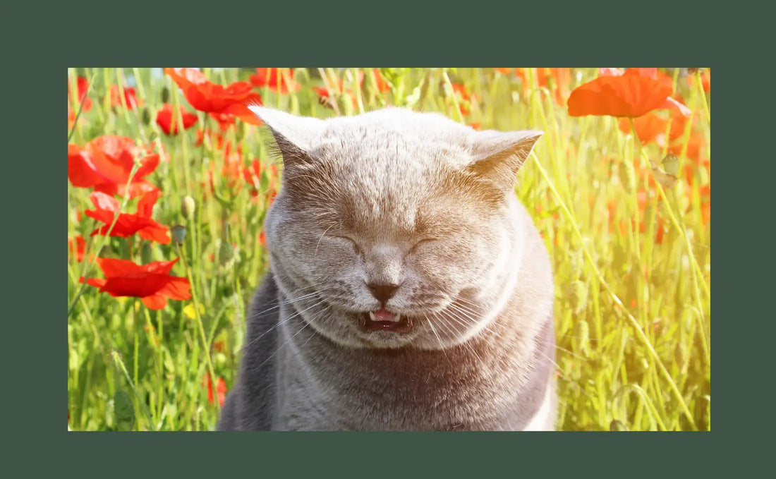 Espirros em gatos: causas, diagnóstico e tratamento