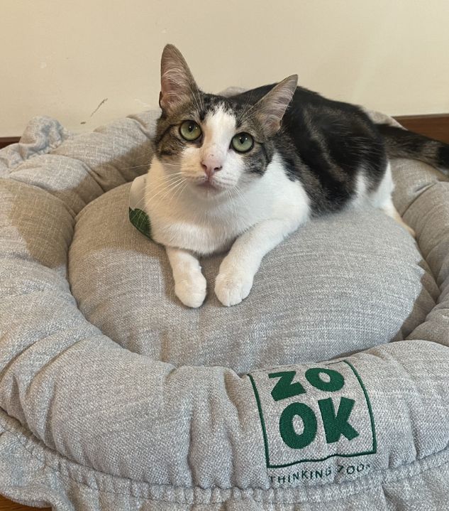 Camas e Ninhos Zook para Gatos - Conforto e Design