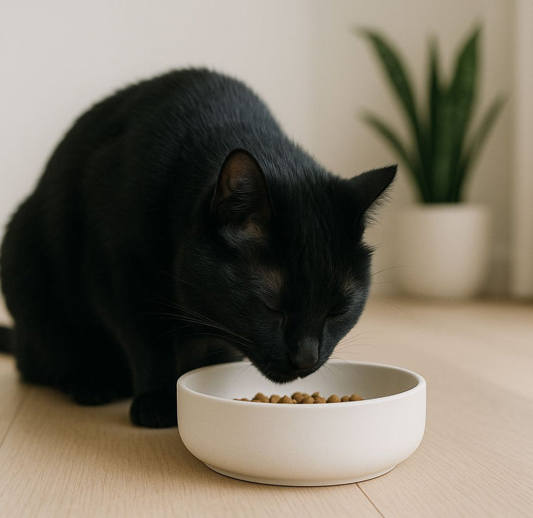 Gato preto a comer ração seca num prato branco de cerâmica