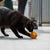 Rub Funny Ball - Brinquedo Orgânico para Gatos - Gatursos